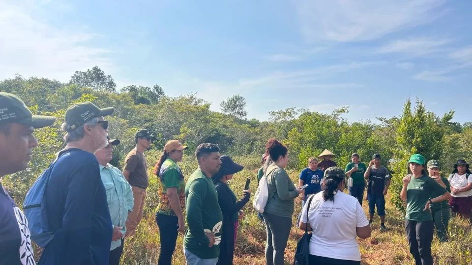 Projetos apoiados pela Eneva no Amazonas já mobilizaram mais de 400 hectares para restauração da vegetação nativa