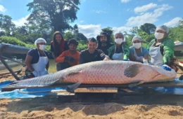 INCRIVEL: Pirarucu gigante de quase 138 quilos bate recorde em reserva de Rondônia