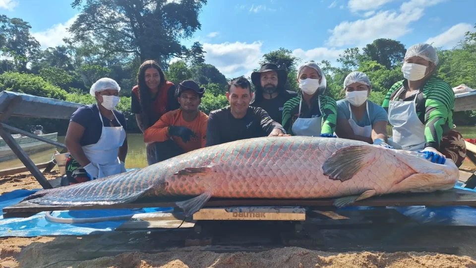 INCRIVEL: Pirarucu gigante de quase 138 quilos bate recorde em reserva de Rondônia