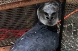 VÍDEO | Gavião-real, uma das maiores aves das Américas, é resgatado ferido em Rondônia