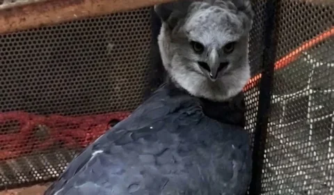 VÍDEO | Gavião-real, uma das maiores aves das Américas, é resgatado ferido em Rondônia
