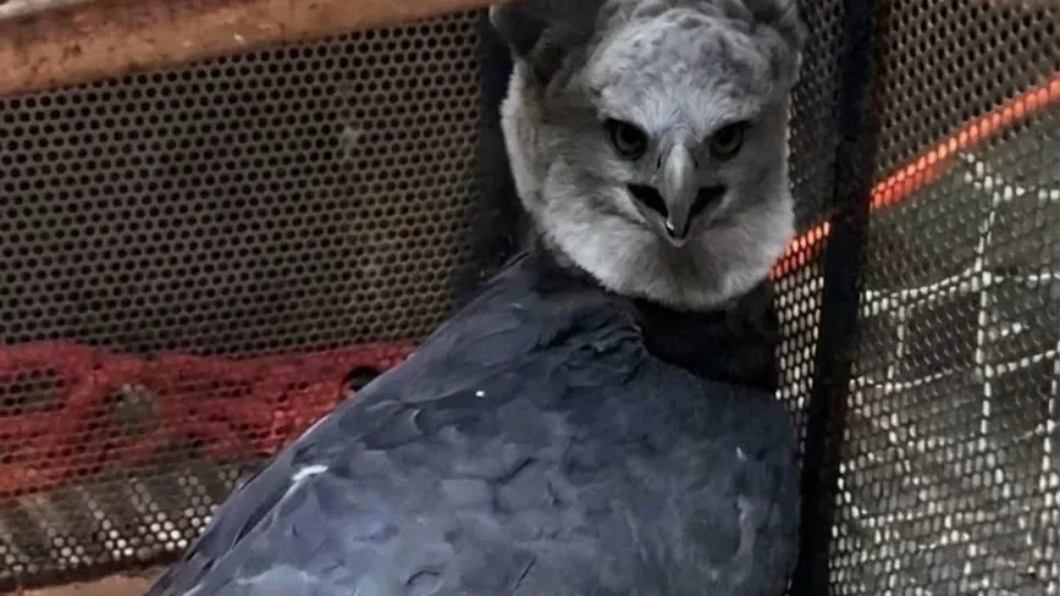 VÍDEO | Gavião-real, uma das maiores aves das Américas, é resgatado ferido em Rondônia