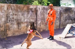 Cadelas de Roraima são certificadas para buscas e resgates de pessoas em áreas urbanas