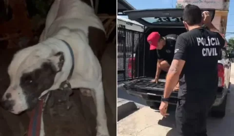Maus-tratos: homem é preso suspeito de manter cachorro amarrado e exposto ao sol em Anajás, no Marajó