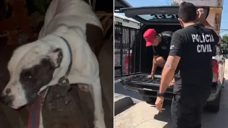 Maus-tratos: homem é preso suspeito de manter cachorro amarrado e exposto ao sol em Anajás, no Marajó