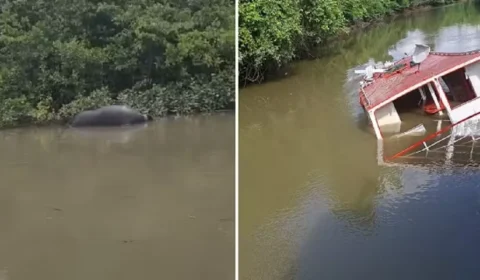 Embarcação com 60 búfalos naufraga no marajó e animais morrem afogados