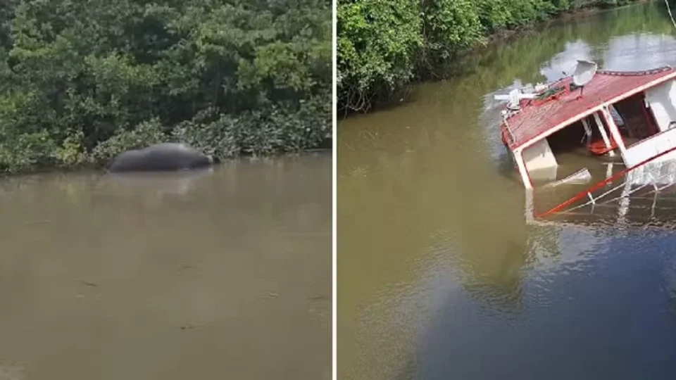 Embarcação com 60 búfalos naufraga no marajó e animais morrem afogados