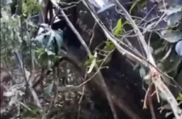 Helicóptero cai na Terra Yanomami após tentativa de pouso de emergência | Veja o video