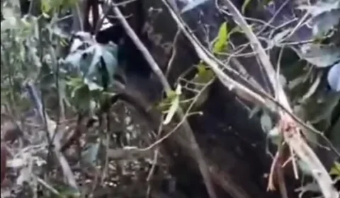 Helicóptero cai na Terra Yanomami após tentativa de pouso de emergência | Veja o video