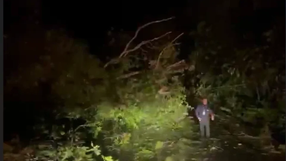 EXCLUSIVO | Árvore cai e interrompe tráfego na BR-174 durante a madrugada