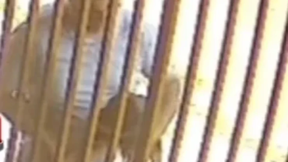 Família procura Rottweiler que saiu de casa e foi levado por morador em Porto Velho