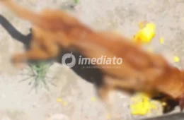VEJA AS IMAGENS: homem é preso suspeito de maus-tratos contra dois cães; um deles foi encontrado morto