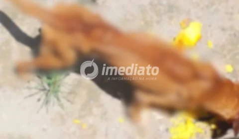 VEJA AS IMAGENS: homem é preso suspeito de maus-tratos contra dois cães; um deles foi encontrado morto