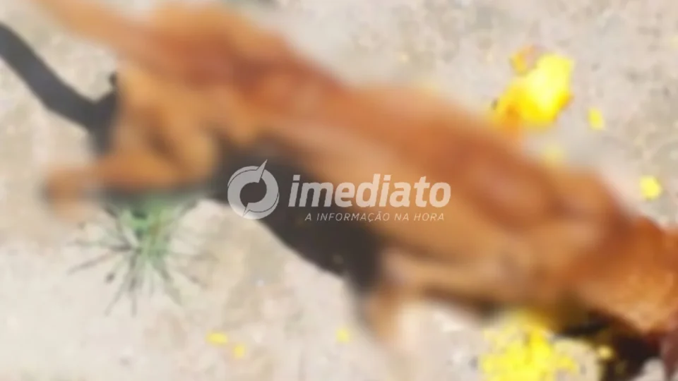VEJA AS IMAGENS: homem é preso suspeito de maus-tratos contra dois cães; um deles foi encontrado morto