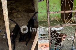 VEJA IMAGENS: Cães são encontrados presos, sem água e comida, em casa abandonada no Novo Aleixo