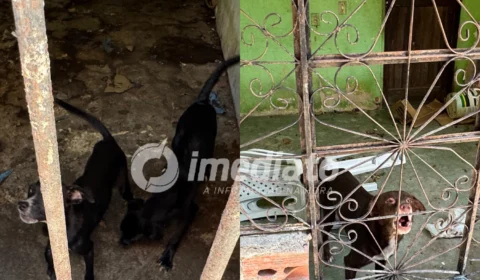 VEJA IMAGENS: Cães são encontrados presos, sem água e comida, em casa abandonada no Novo Aleixo
