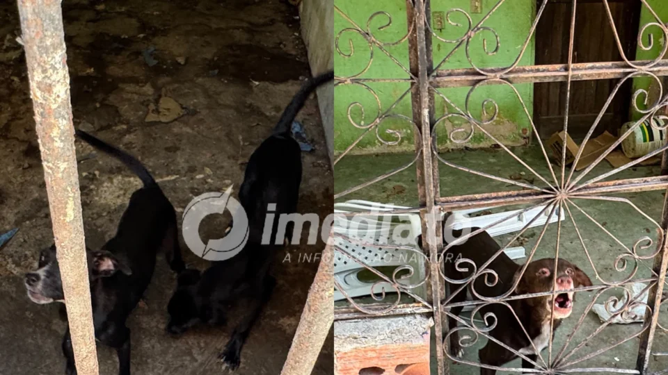VEJA IMAGENS: Cães são encontrados presos, sem água e comida, em casa abandonada no Novo Aleixo