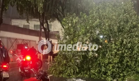 VEJA VÍDEO: Forte chuva derruba árvore na Avenida Jacira Reis e causa transtornos no trânsito em Manaus