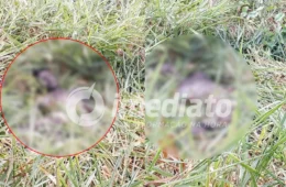 HORROR NA AM-010: Corpo de jovem é encontrado em decomposição e com perfurações