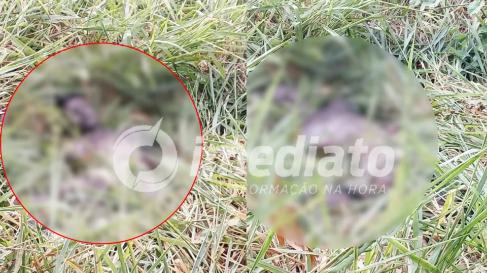 HORROR NA AM-010: Corpo de jovem é encontrado em decomposição e com perfurações