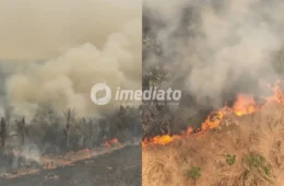 Imagens de drone mostram extensa área atingida por queimadas no Amazonas