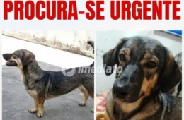 DESAPARECIDA HÁ 2 MESES: Família oferece R$ 500 para encontrar cadelinha em Manaus