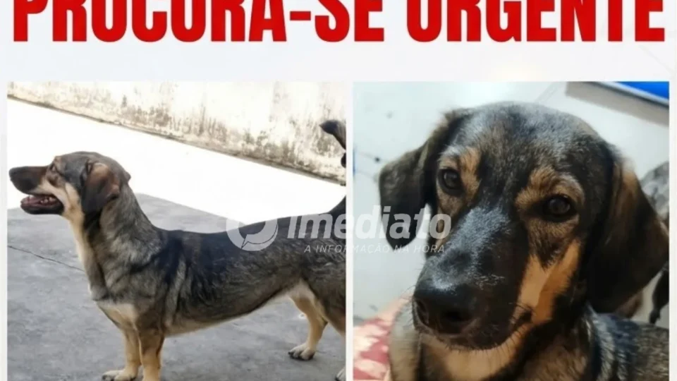 DESAPARECIDA HÁ 2 MESES: Família oferece R$ 500 para encontrar cadelinha em Manaus