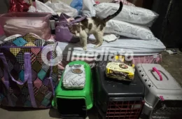 Família perde casa em incêndio e busca ajuda após perder animais de estimação em Manaus