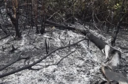 VEJA IMAGENS: Chamas se espalham por área rural de Maués e mobilizam Bombeiros