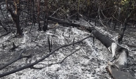 VEJA IMAGENS: Chamas se espalham por área rural de Maués e mobilizam Bombeiros