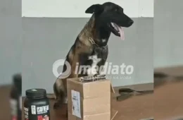 Cadela farejadora encontra haxixe escondido em pote de whey protein em Porto Velho
