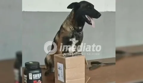 Cadela farejadora encontra haxixe escondido em pote de whey protein em Porto Velho