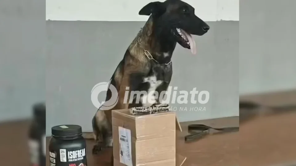 Cadela farejadora encontra haxixe escondido em pote de whey protein em Porto Velho