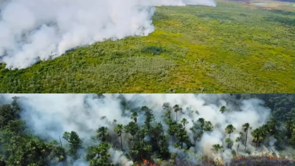 Ibama registra 124 acionamentos por incêndios florestais no Amapá durante período de estiagem