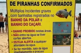 Relatos de mordidas de piranhas acendem alerta entre banhistas