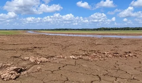 Seca faz lagos desaparecerem e deixa peixes presos na lama em Pracuúba, no Amapá