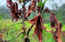 Vassoura-de-bruxa: praga ameaça produção de mandioca e coloca 15 municípios do Amapá em emergência