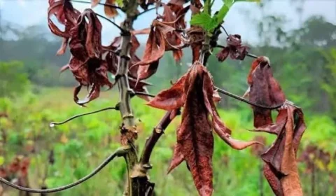 Vassoura-de-bruxa: praga ameaça produção de mandioca e coloca 15 municípios do Amapá em emergência