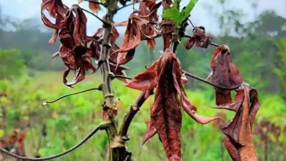 Vassoura-de-bruxa: praga ameaça produção de mandioca e coloca 15 municípios do Amapá em emergência