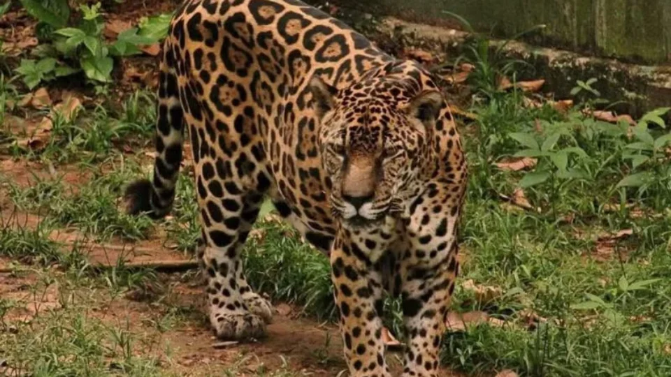Onça-pintada do Amazonas entra para o Guinness como a mais velha do mundo em cativeiro