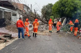 Forte chuva provoca queda de árvore e deixa moradores sem energia na Compensa