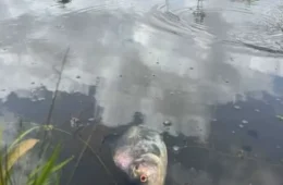 MISTÉRIO | Peixes são encontrados mortos no Parque do Utinga. Qual o real motivo?
