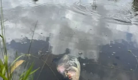 MISTÉRIO | Peixes são encontrados mortos no Parque do Utinga. Qual o real motivo?