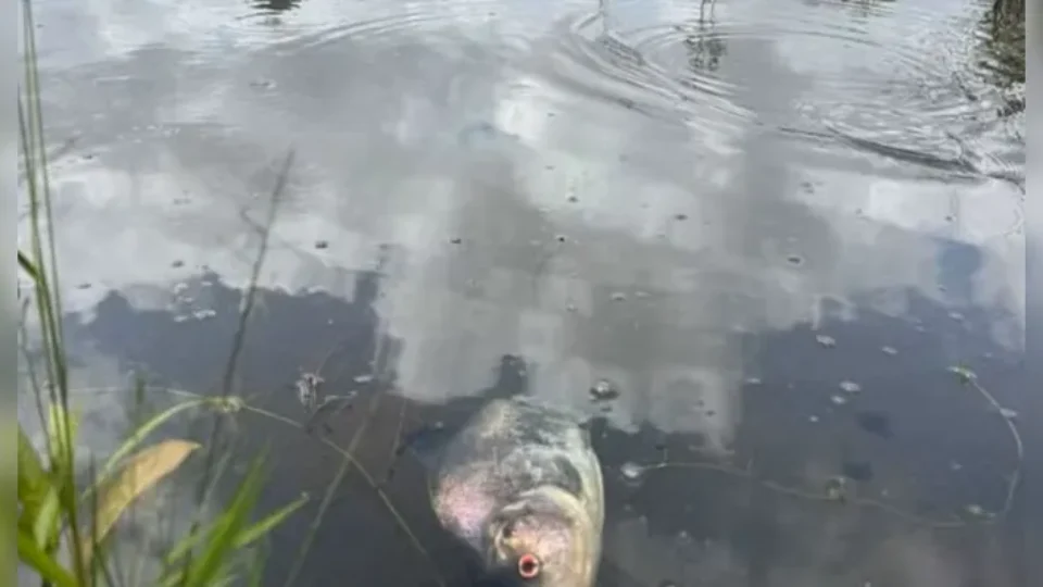 MISTÉRIO | Peixes são encontrados mortos no Parque do Utinga. Qual o real motivo?