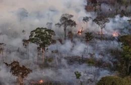 Situação de emergência é declarada em Altamira por causa de incêndios florestais