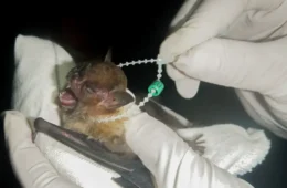 Morcego infectado com vírus da raiva assusta moradores e pets