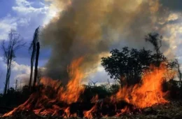 Homem morre ao tentar apagar incêndio em pastagem na zona rural de Nova União